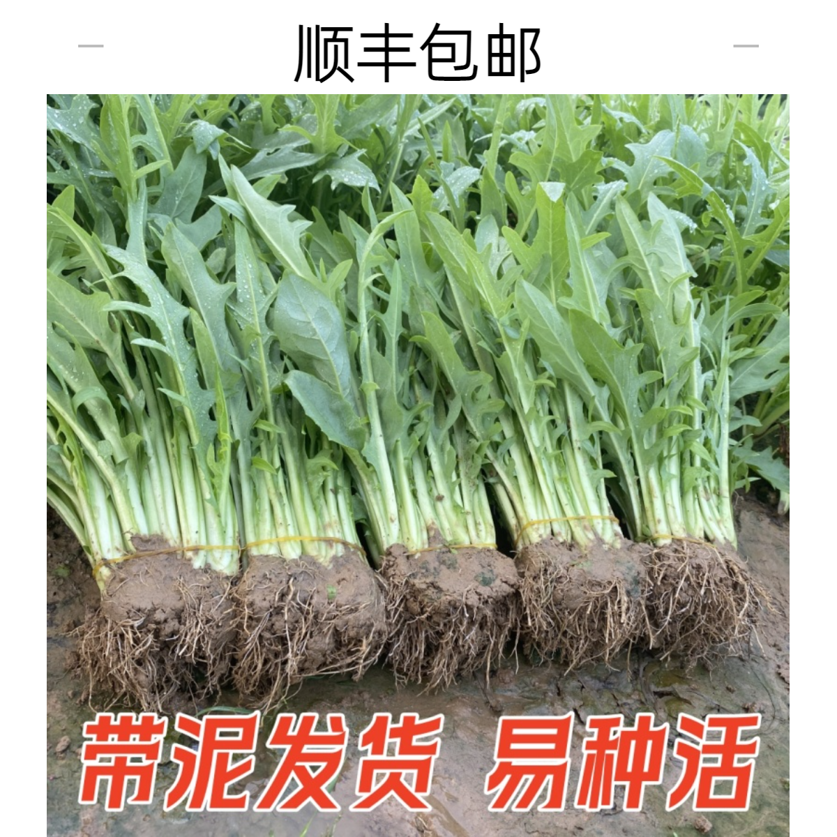 广西博白甜麦菜秧苗大叶苦麦麻菜阳台种植蔬菜