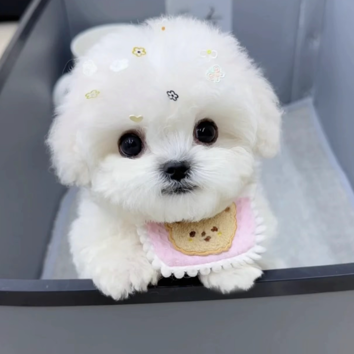 精品小体型家养可爱博美犬比熊马尔泰宠物狗狗