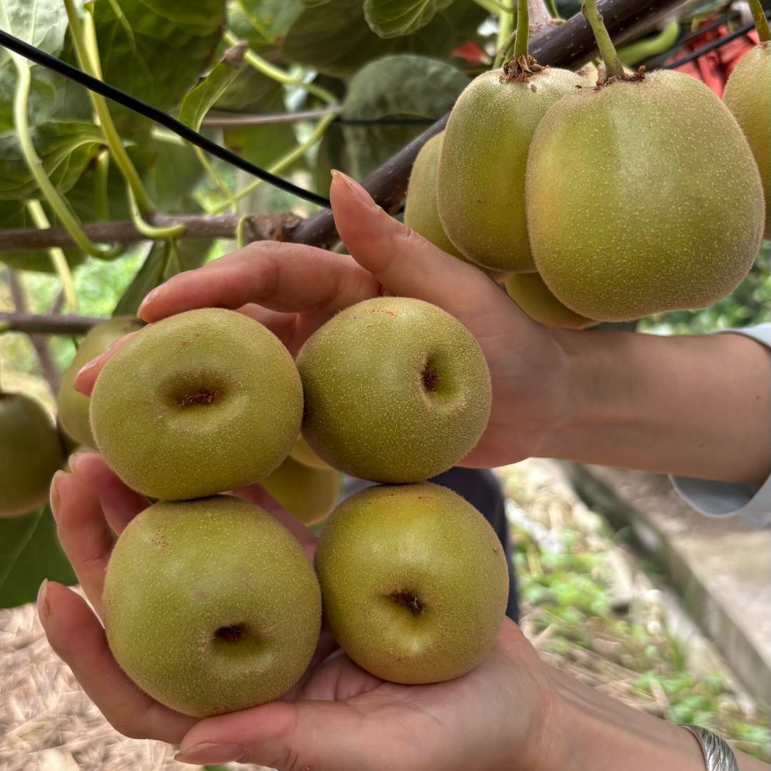 四川苍溪红心猕猴桃发源地奇异果高山种植当季新鲜香甜多汁水果