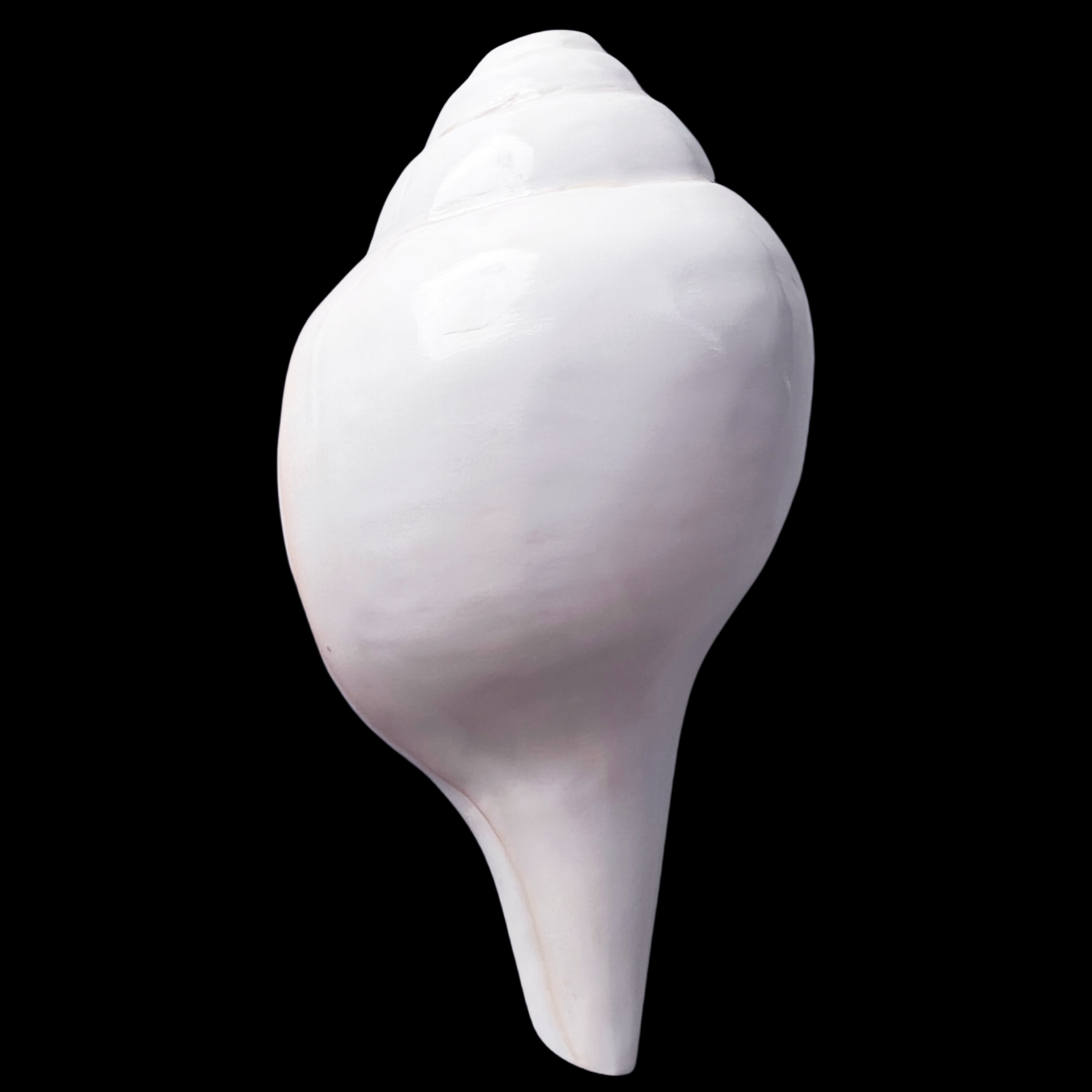 【印度圣螺】181.1mm 厚重 可吹响 螺号 贝壳A1