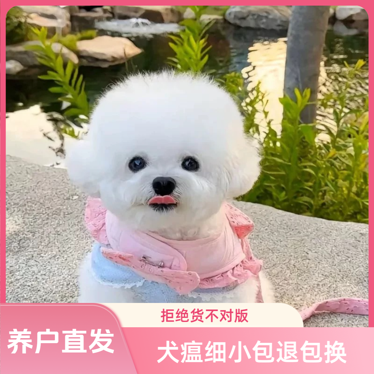 【盛世名宠】比熊幼犬 狗狗活体售卖 可爱呆萌