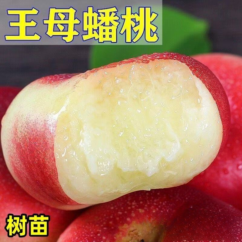 王母蟠桃树苗嫁接蟠桃果树苗正宗油蟠桃王母特大桃树苗大全桃树苗