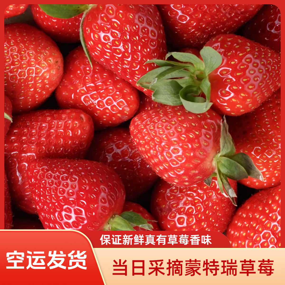 【一口香草莓】蒙特瑞草莓 夏季酸草莓 真有草莓香！空运送货上门！