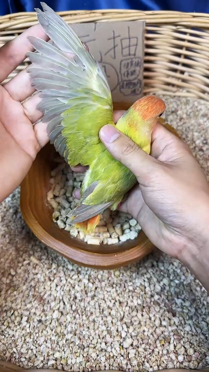 桃脸牡丹鹦鹉红头绿闪P83228母，拍摄开箱视频，到家包活48小时