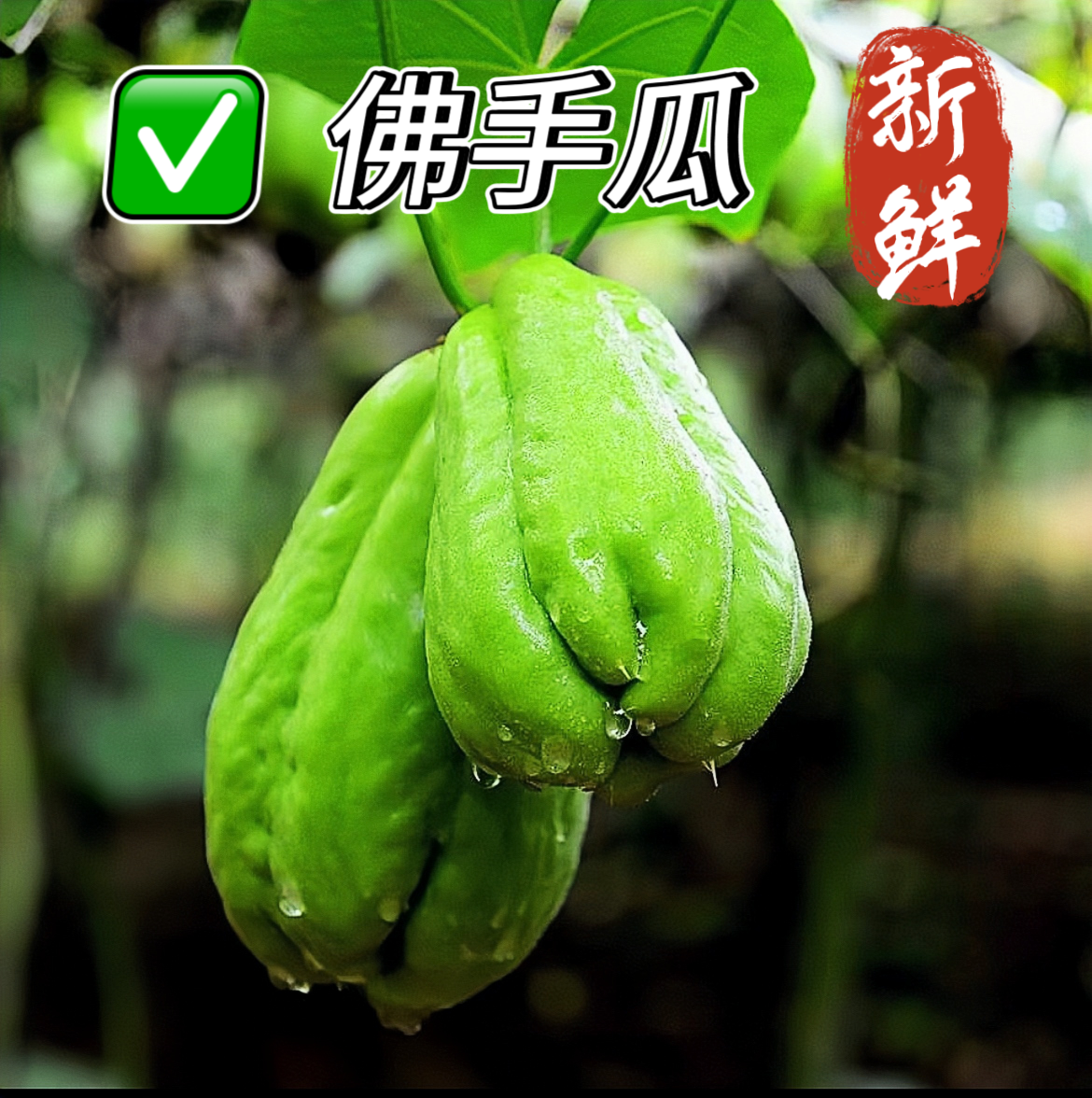 云南高山农家自种佛手瓜洋丝瓜新鲜脆甜多汁薄皮应季低热量蔬菜