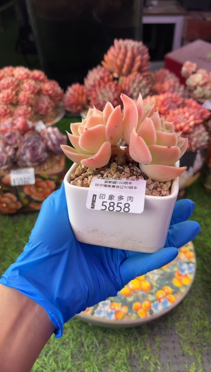 昆明印象多肉5858