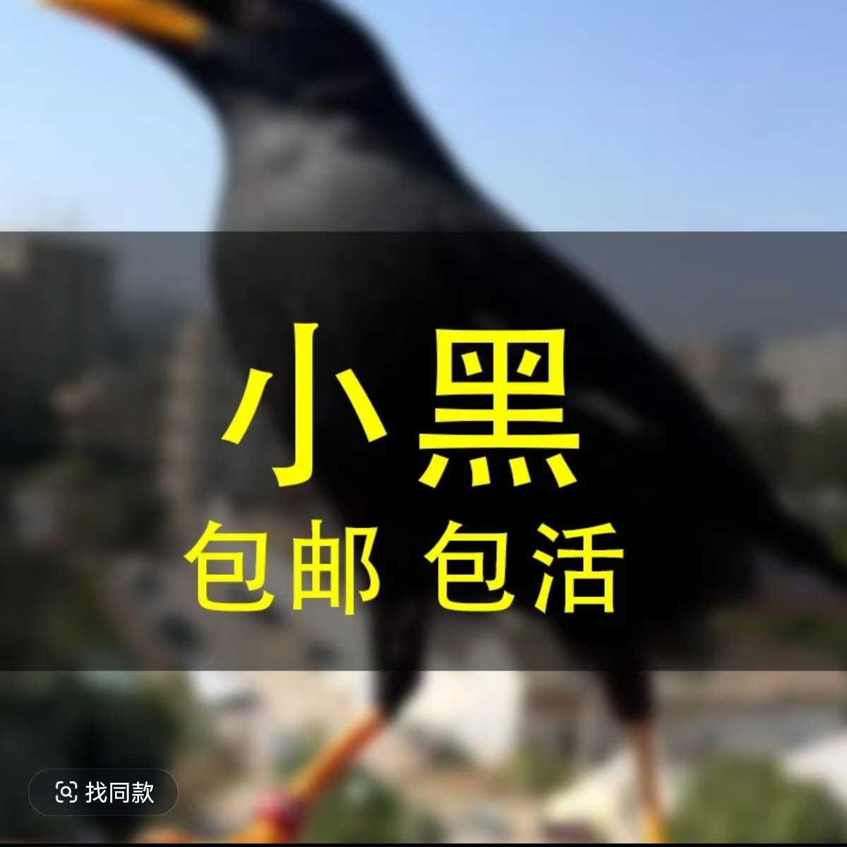 可以教语言小黑鹦鹉活体（看好购买须知在下单）