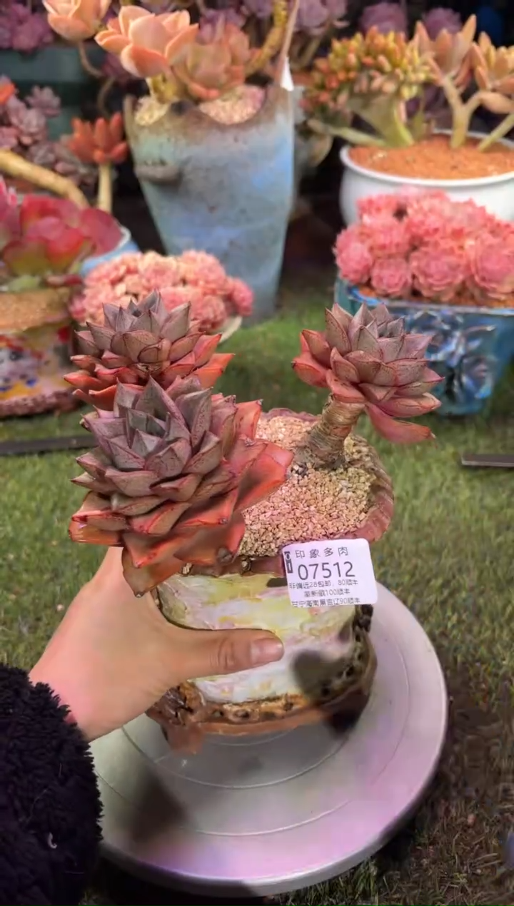 【闪购商品】07512