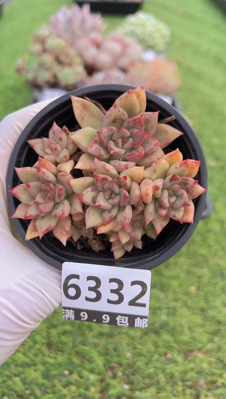 【闪购商品】信福多肉一物一拍