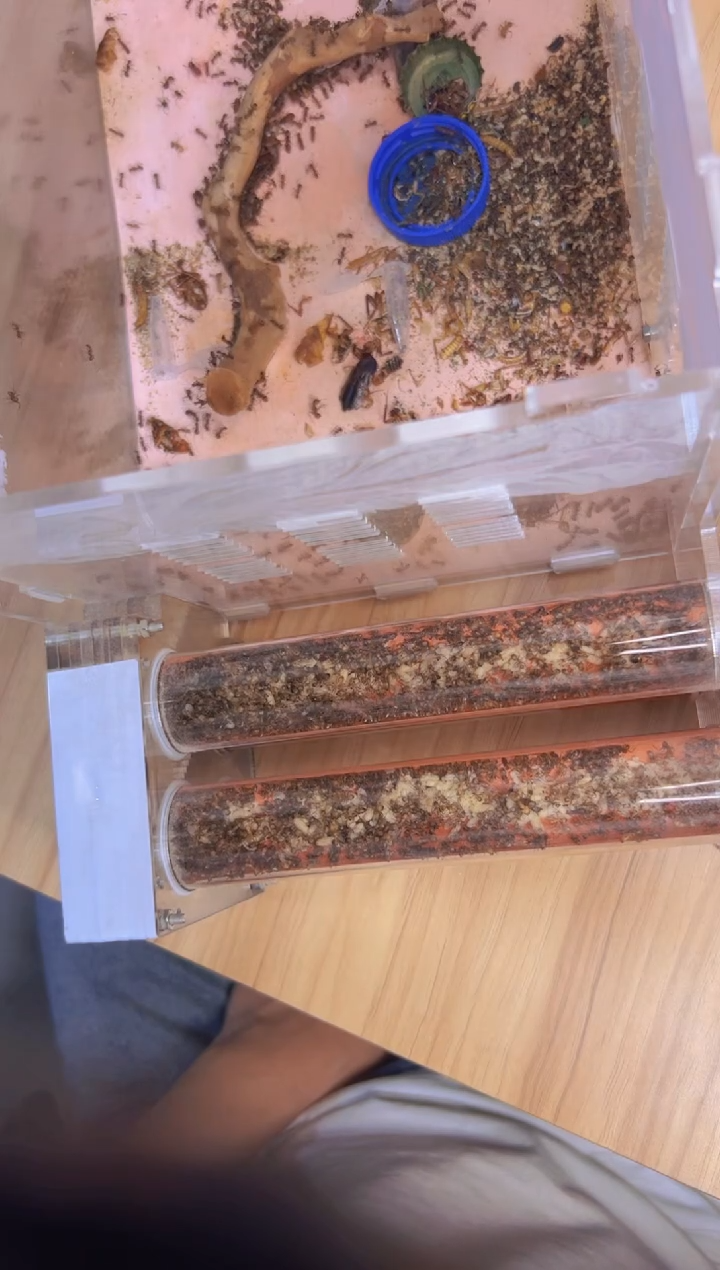 蚂蚁工坊一管尼克巴+20ml粉色营养液