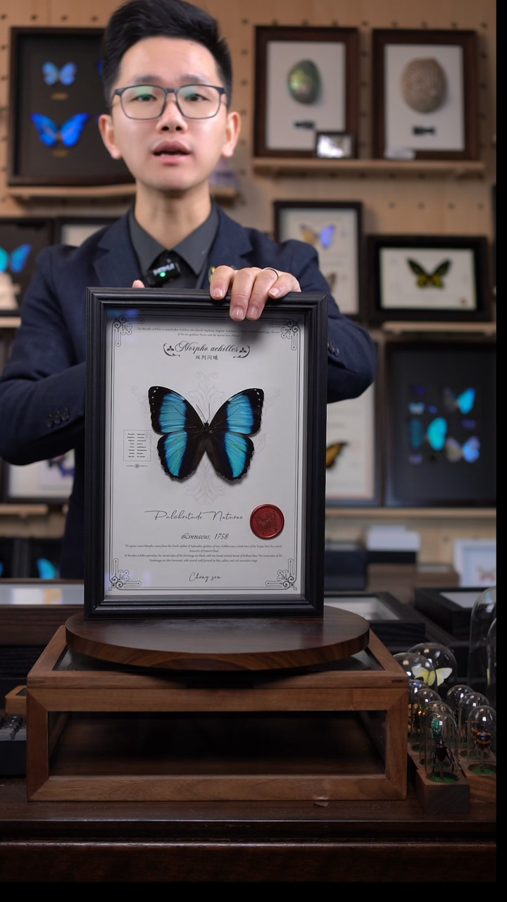 蝴蝶标本摆件竞拍双列闪蝶i168