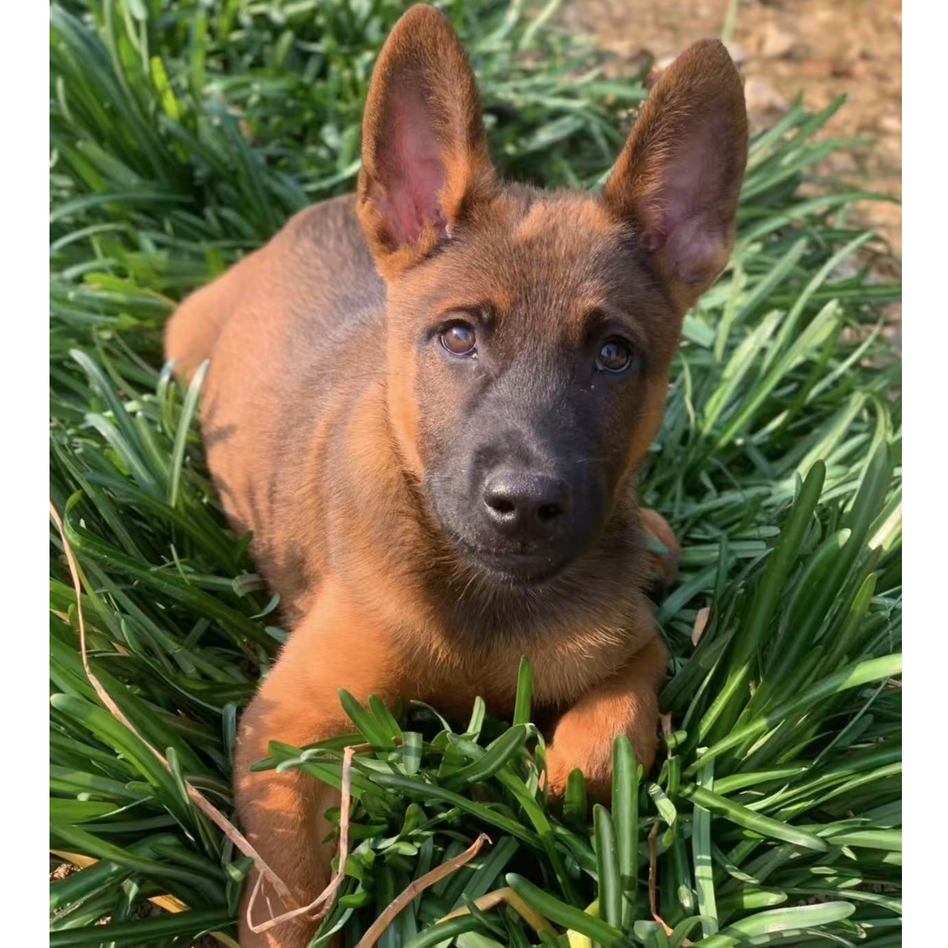 <犬威犬舍>T狗狗活体