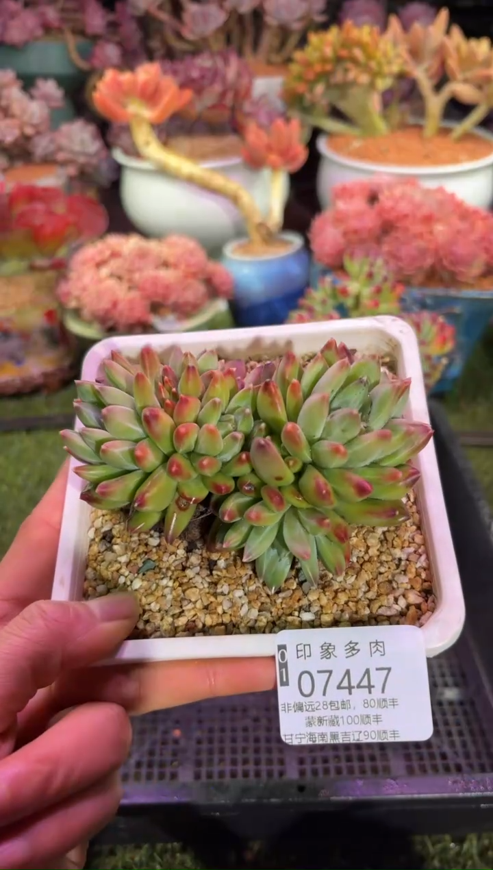 【闪购商品】07447