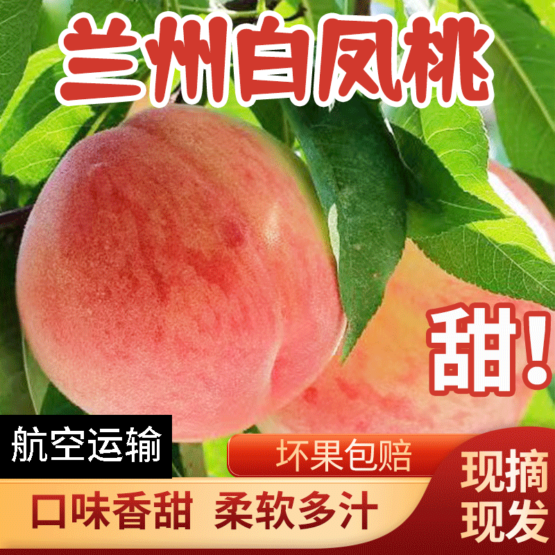 省内专享 甘肃兰州白凤桃新鲜桃子采摘发货香甜可口爆汁甜桃子