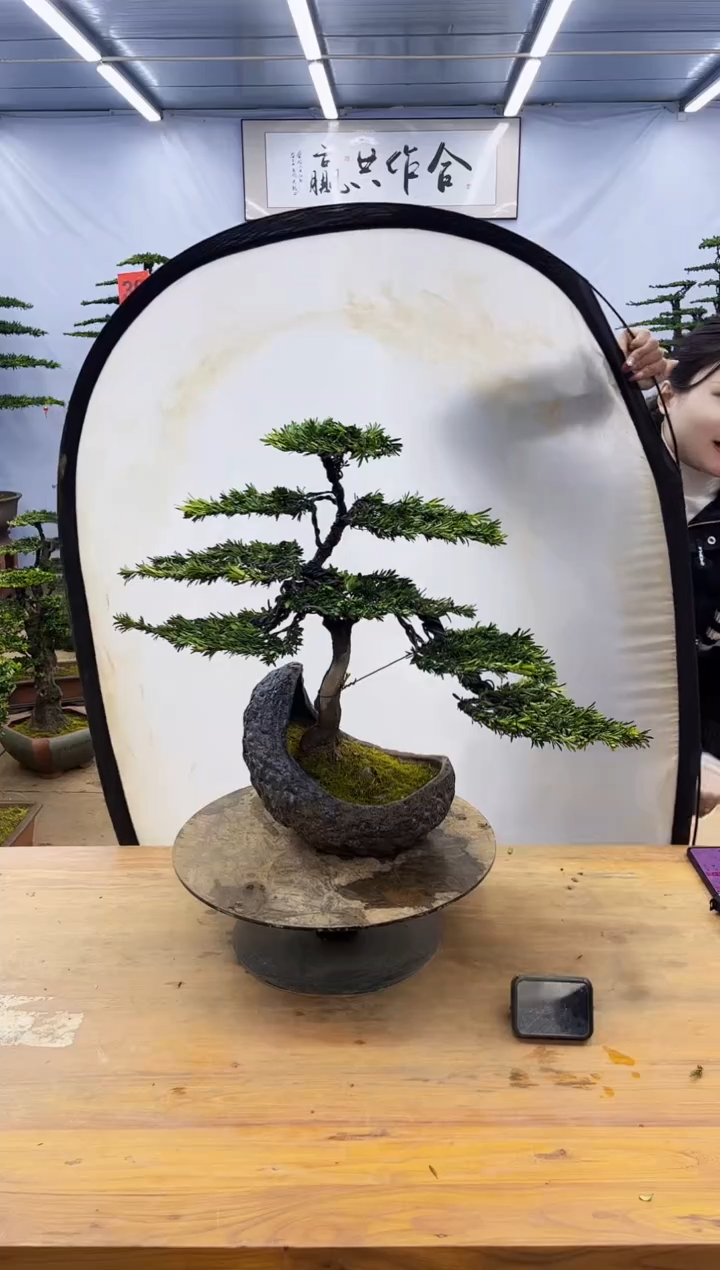 【闪购商品】高端盆景一物一拍，所见即所得
