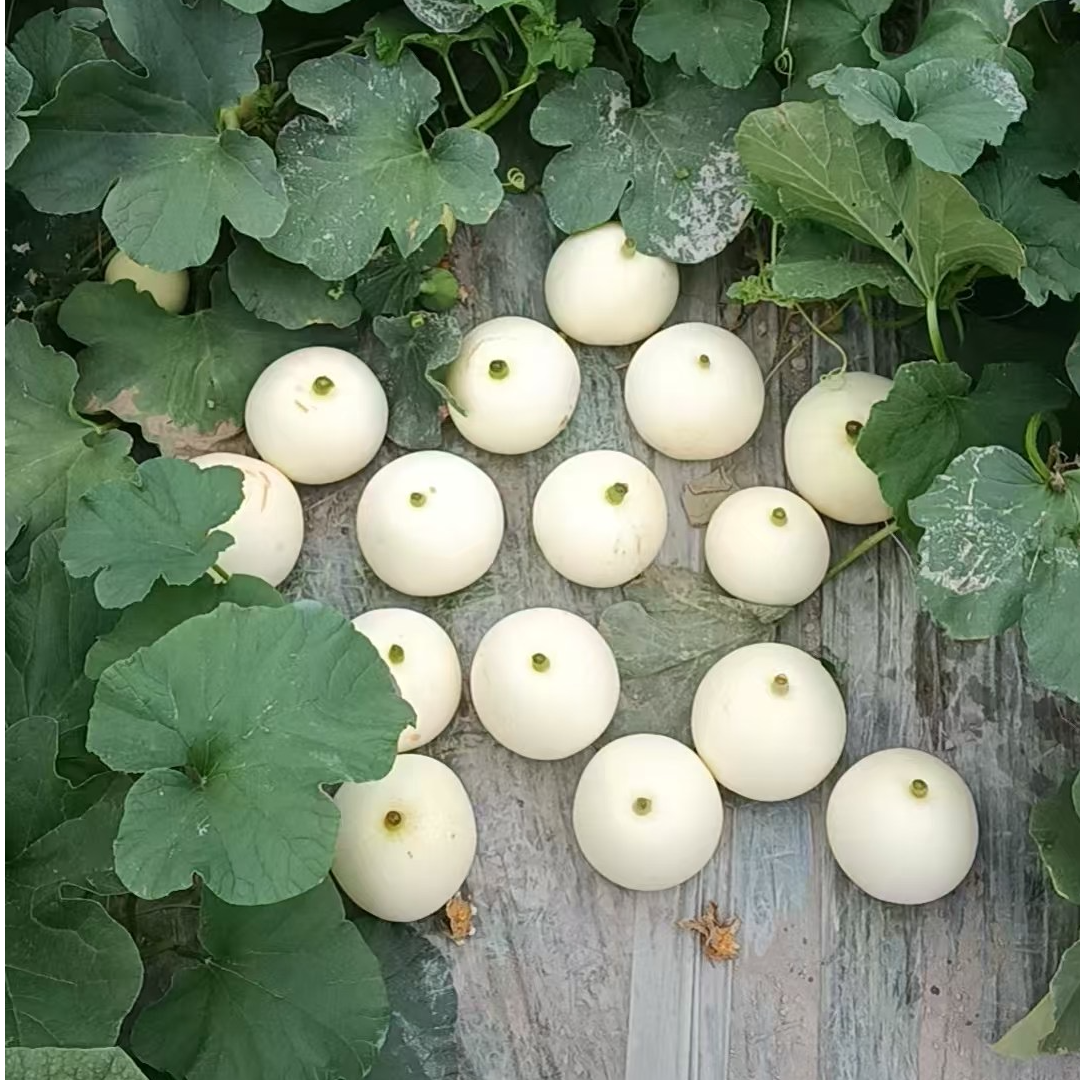 全州本地农家新鲜香瓜