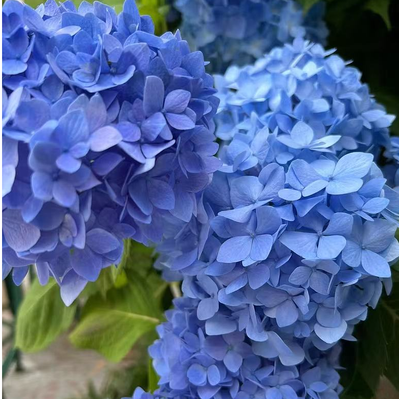 【大海蓝】蓝色大花多季节新老枝室内室外庭院新手耐寒耐热