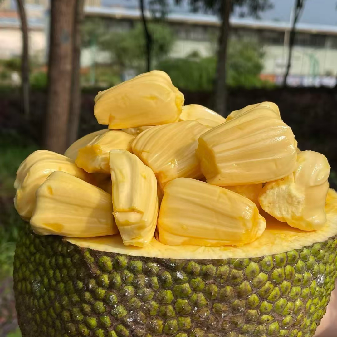 【巧巧优选 售后无忧】越南红肉菠萝蜜8-13斤一个红肉菠萝蜜越南社会主义共和国