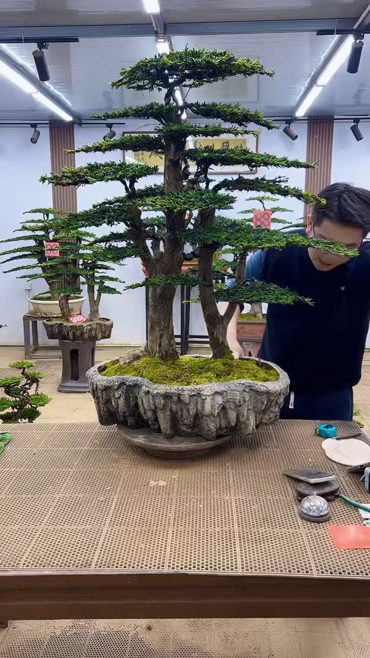 无花朵000000000000