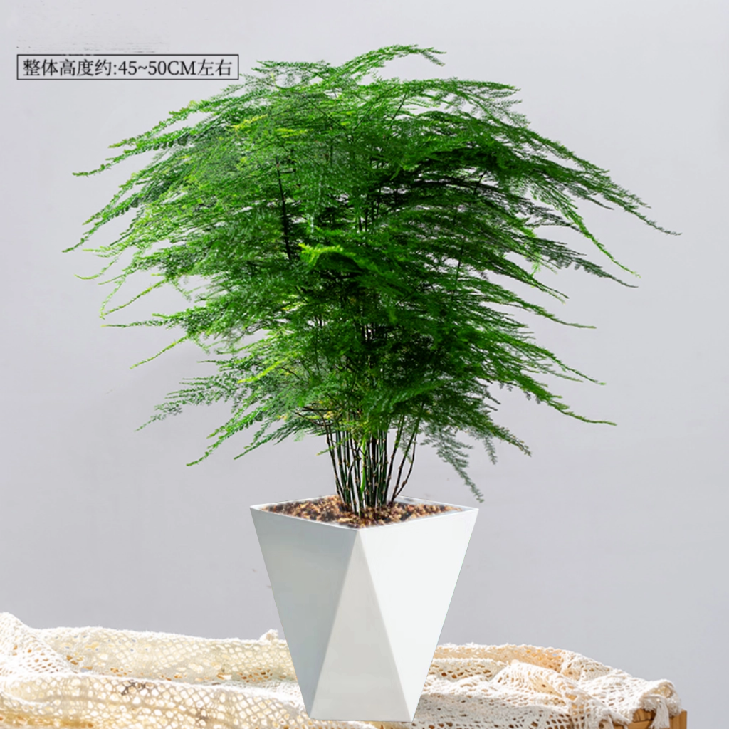 文竹盆栽大棵老桩室内外通用四季常青好养办公室客厅绿植花卉盆景