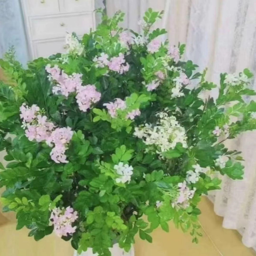 b九里香花卉盆栽室内外阳台庭院四季常绿九里香花开芳香浓郁美观