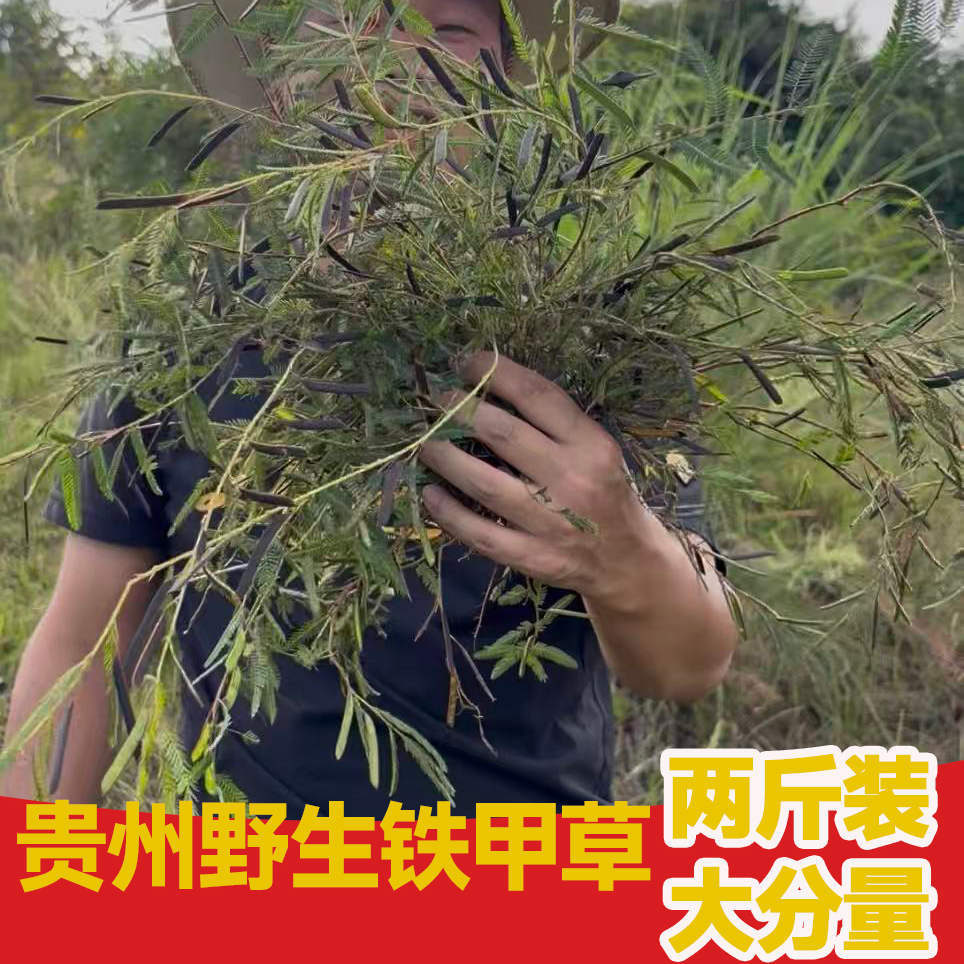 铁甲草又叫软肝草（2斤特惠装）煮茶煲汤煮鸡蛋