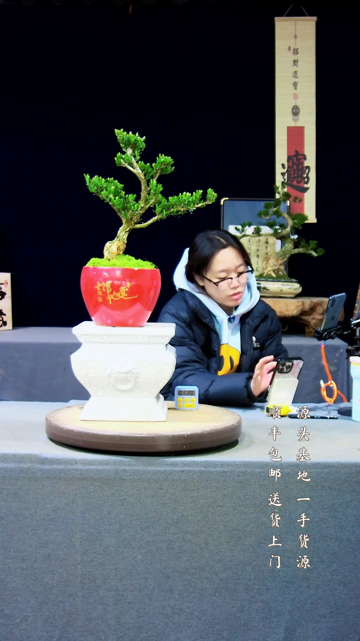 【闪购商品】雀舌黄杨盆景高端黄杨盆景