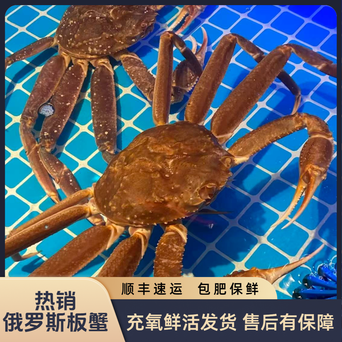 少量现货充氧活发【残】脚板蟹保鲜保肥不保活不包邮