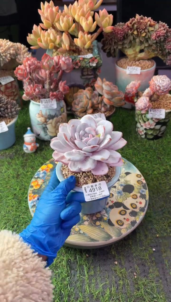 昆明印象多肉4918