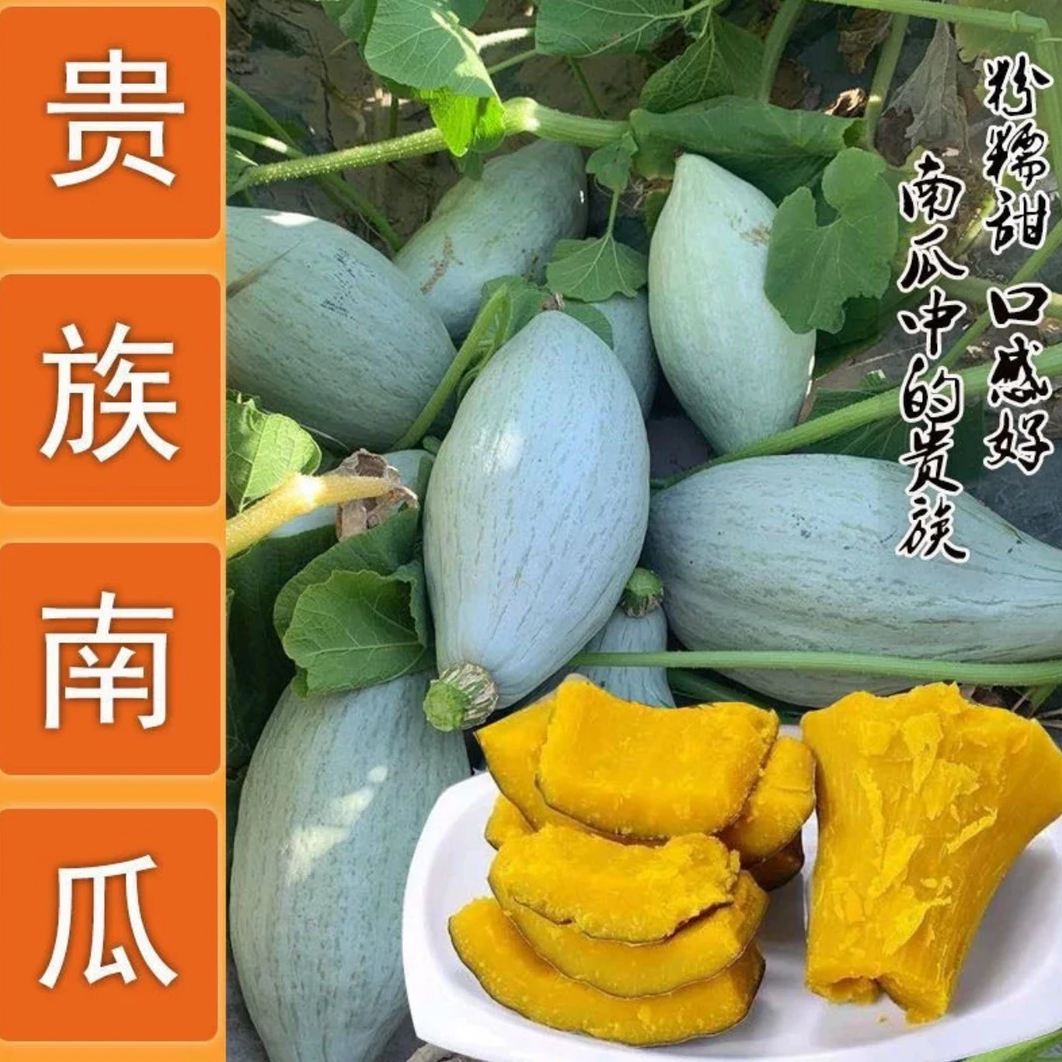 【冰糖奶油南瓜】甘甜干面家庭园艺果蔬南瓜种子四季种植盆栽蔬菜籽