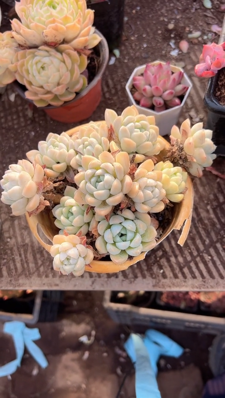 布*多肉植物一物一拍09252