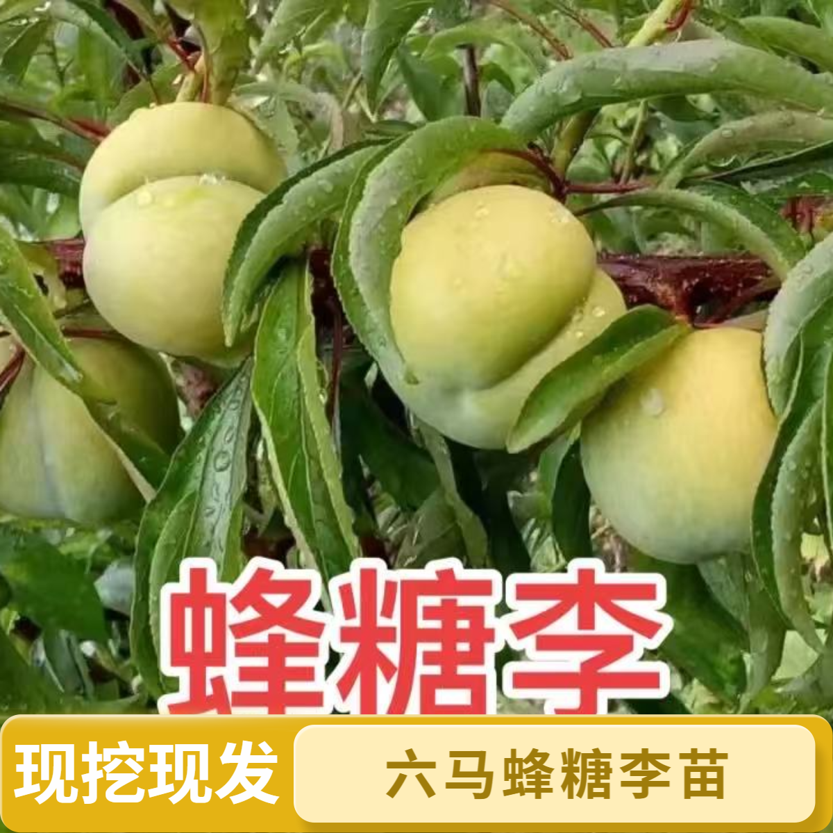 贵州六马蜂糖李苗现挖现发原产地发货