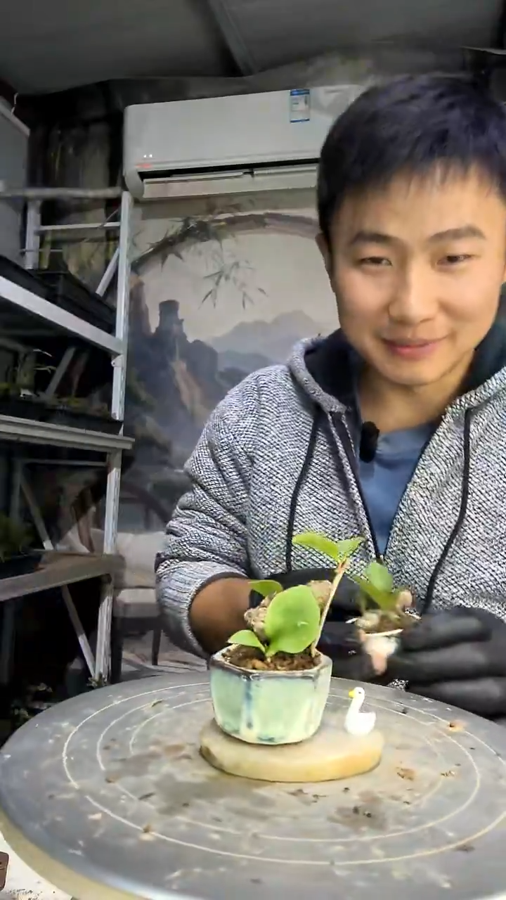 伊***n中青园艺一物一拍花90