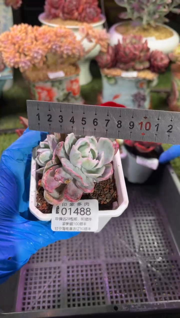 【闪购商品】01488