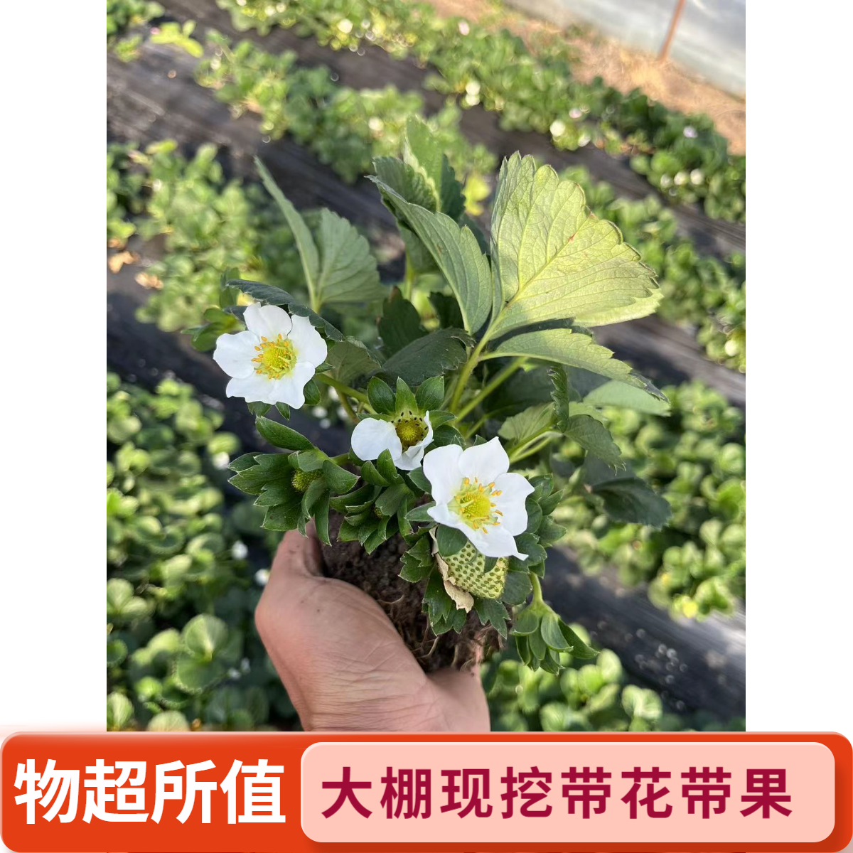 带花带果草莓苗大棚现挖绿植花卉