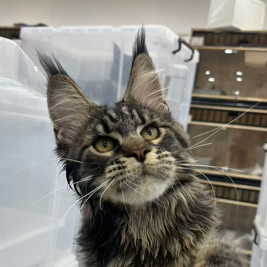 来了姊妹-棕虎斑缅因猫 弟弟 19