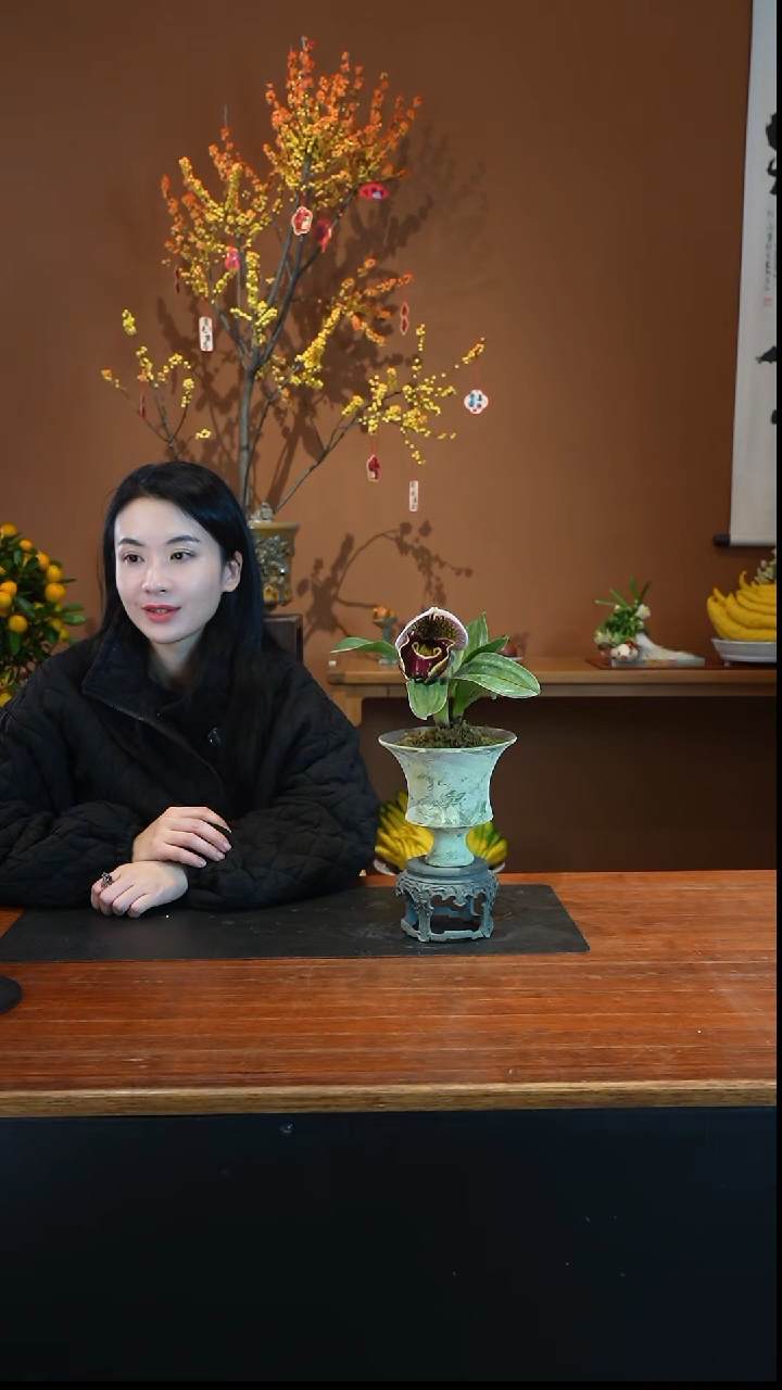 全部花朵红肉饼盆景盆景盆景