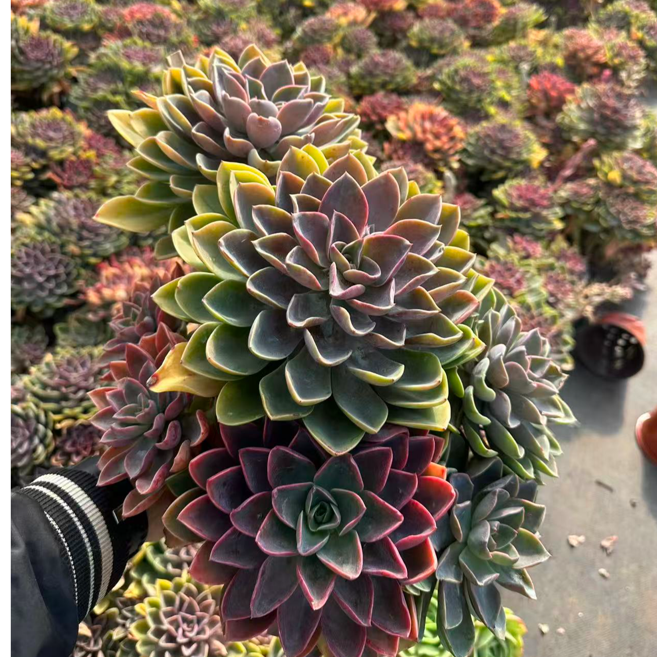 精品多肉老桩【大琼斯】【轻微断枝不售后】