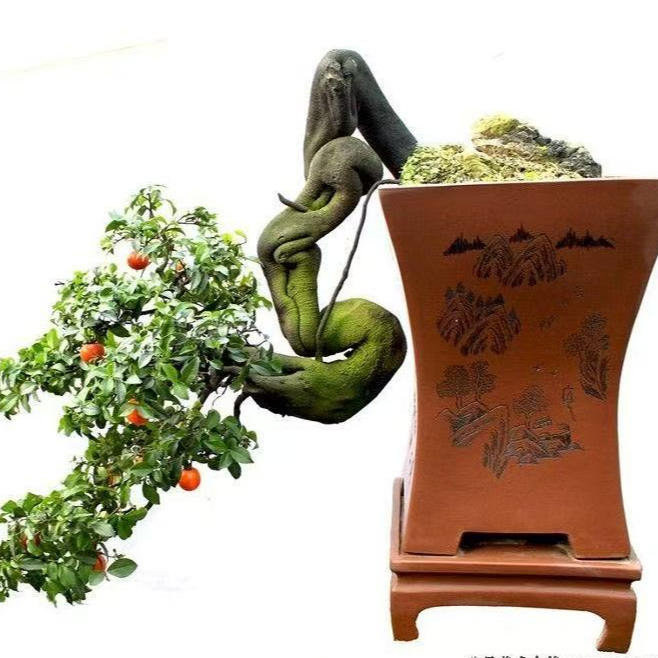 小山灌木金弹子，直播间看货，具体以实际为准，图片仅供参考