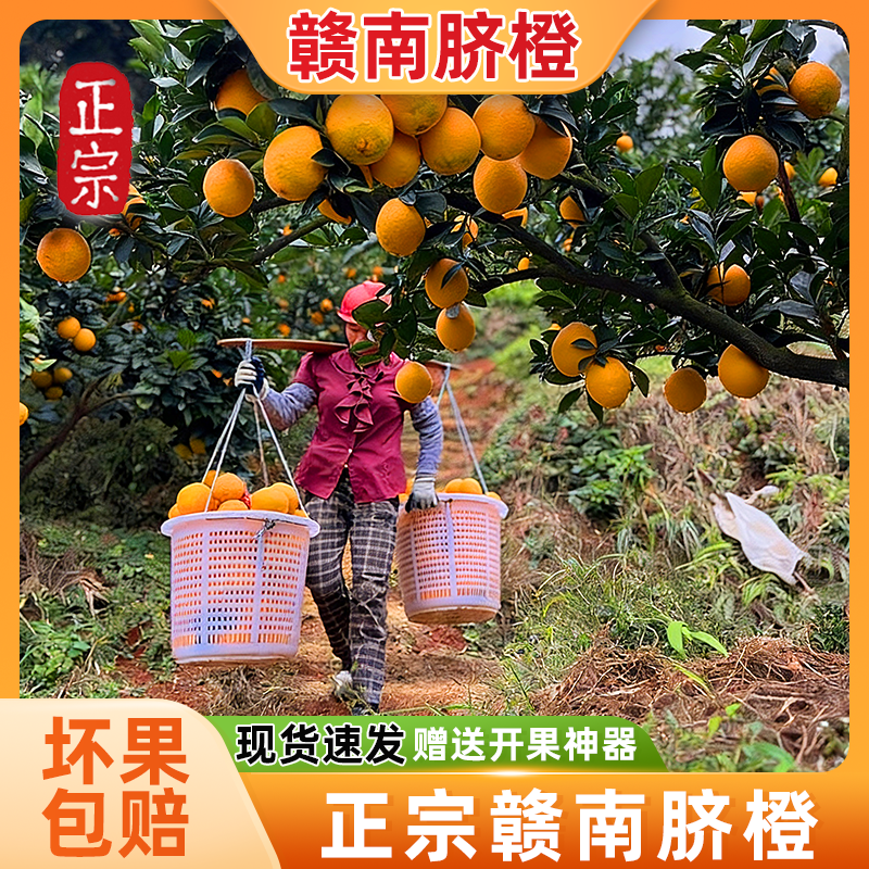 正宗赣南脐橙现摘新鲜水果酸甜多汁当季美味