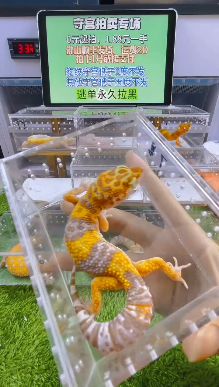 豹纹守宫可爱温顺好玩守宫迷人