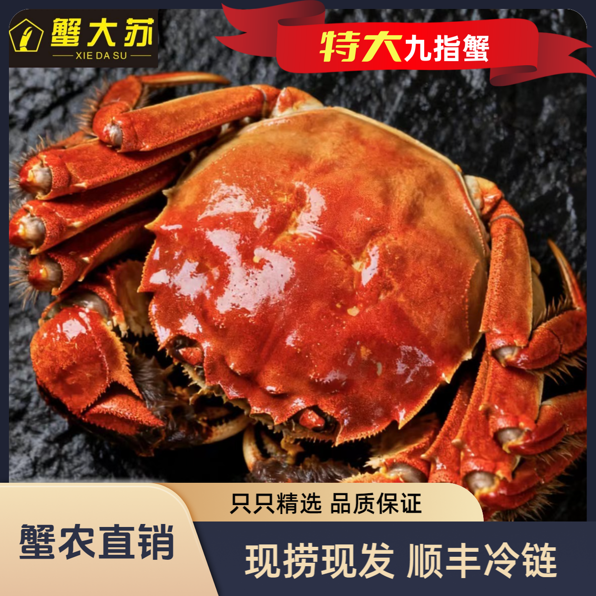 【活蟹】九脚蟹2.5-3.2两 母蟹10只掉脚大闸蟹礼盒装顺丰冷链