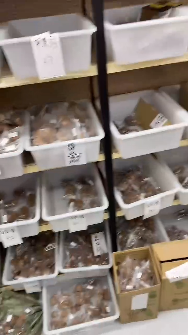 把件核桃【幸运】信任幸运单 第二波50