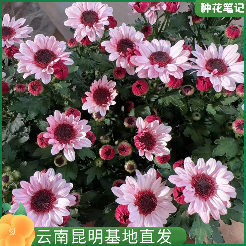 【草莓熊小菊】荷兰菊四季开花好养易活耐晒耐寒阳台庭院地栽现货