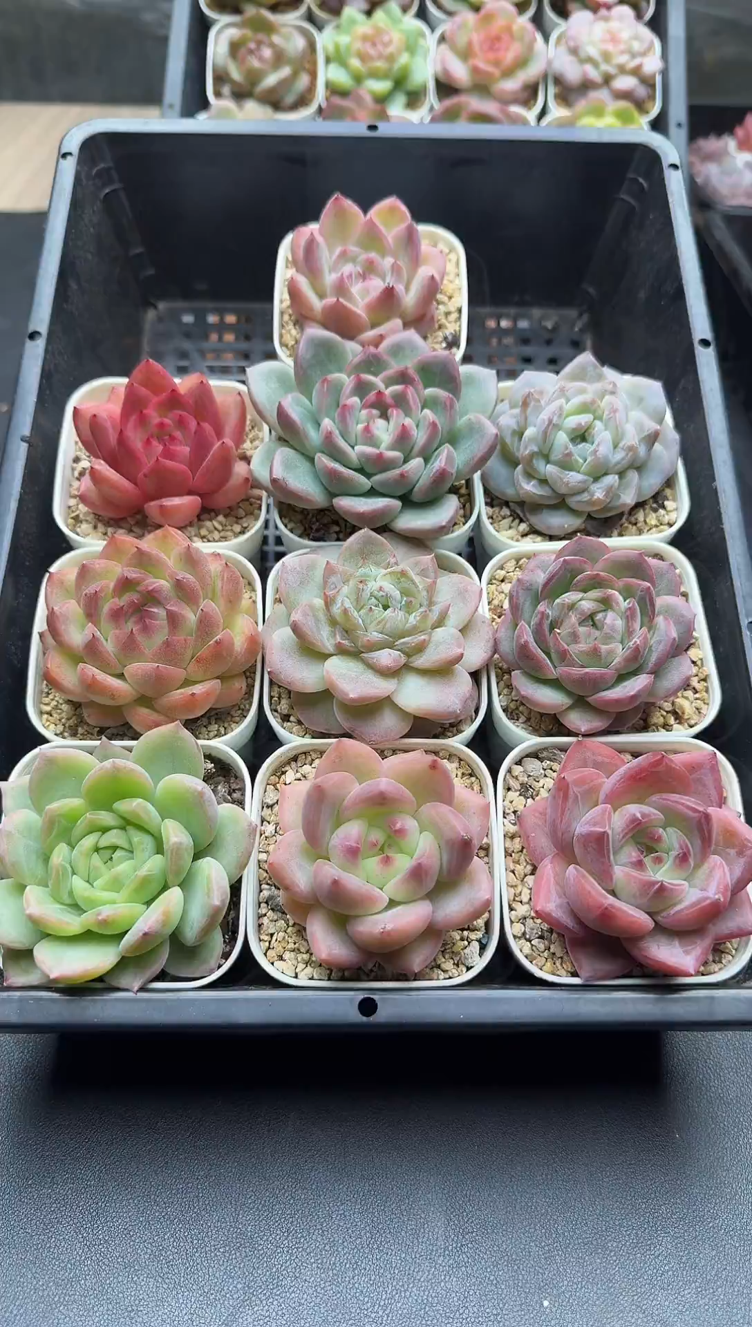 珍妮杂交多肉A264