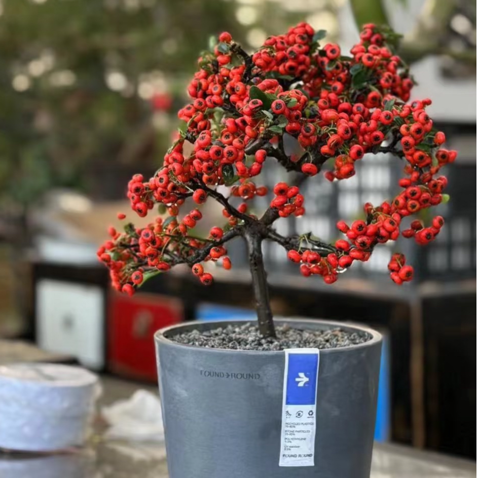 火棘，年宵花，四季常青不落叶，介意掉果不要拍新疆，西藏不包邮