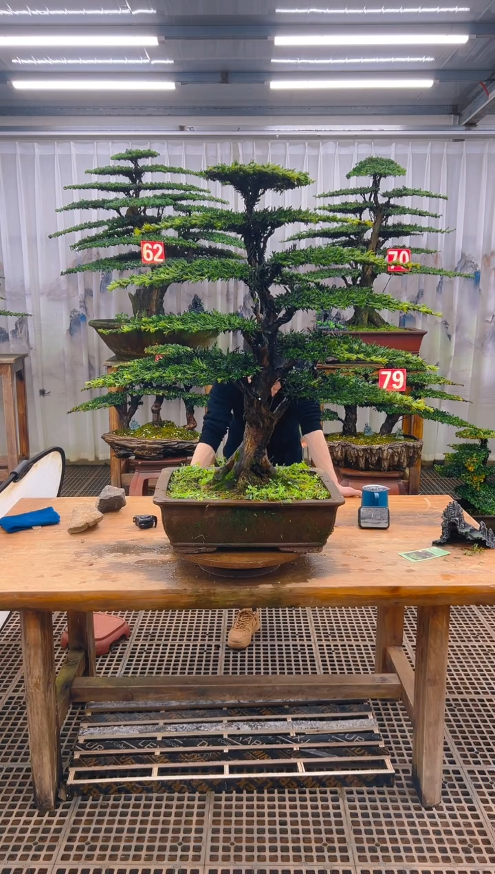 无花朵天****…精品盆景直播间一物一拍