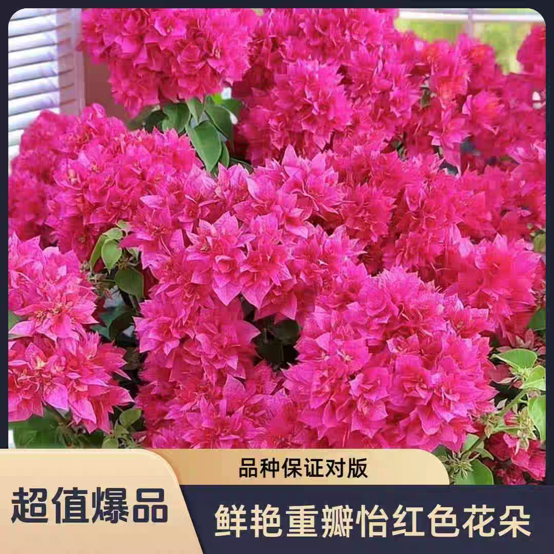 重瓣红三角梅带花盆栽爬藤花卉四季循环开花户外庭院阳台绿植