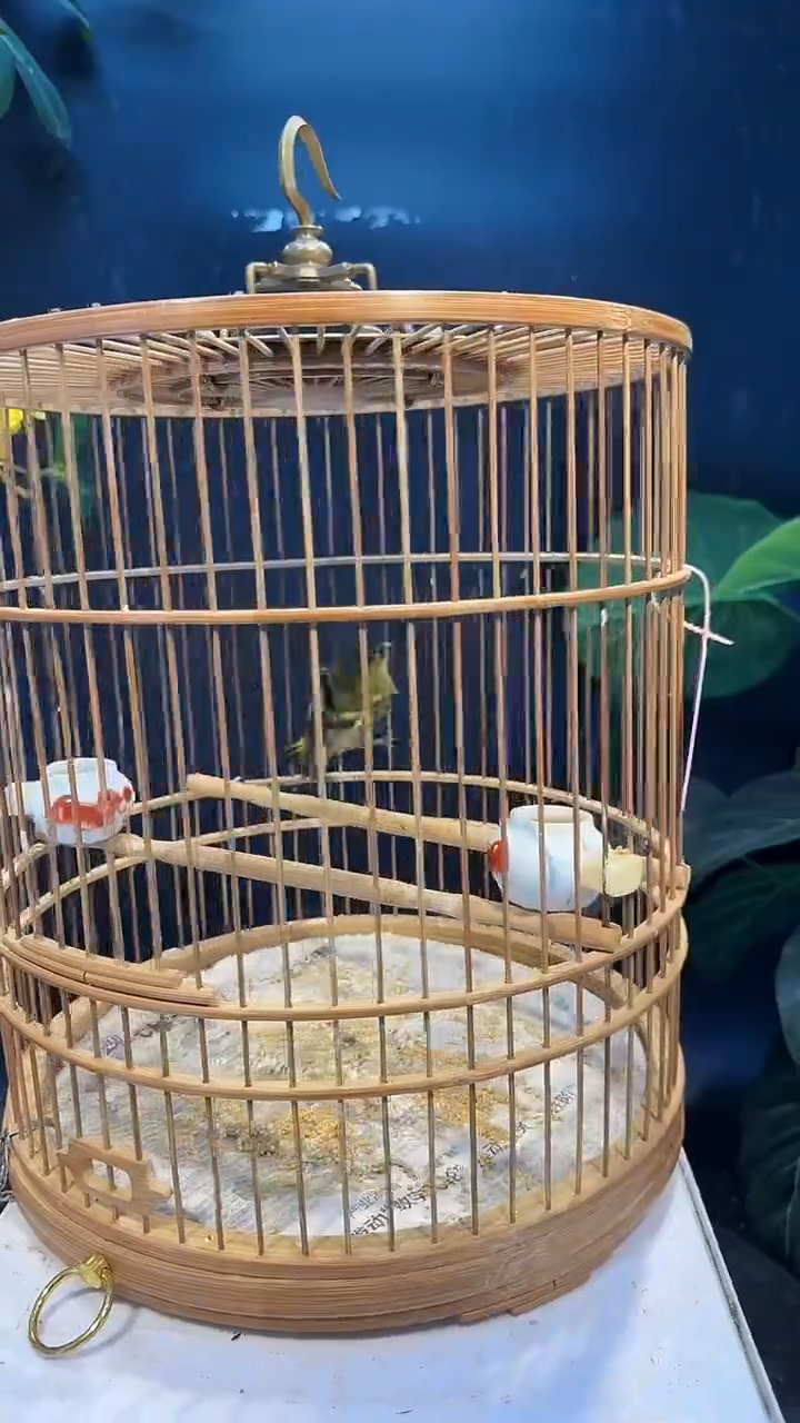 虎皮鹦鹉42号  黄巧养笼0元起拍