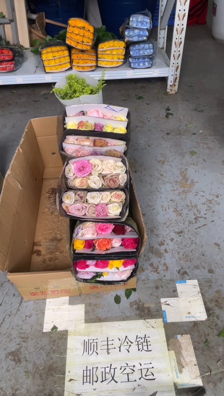 混色玫瑰3扎共60枝+黄莺